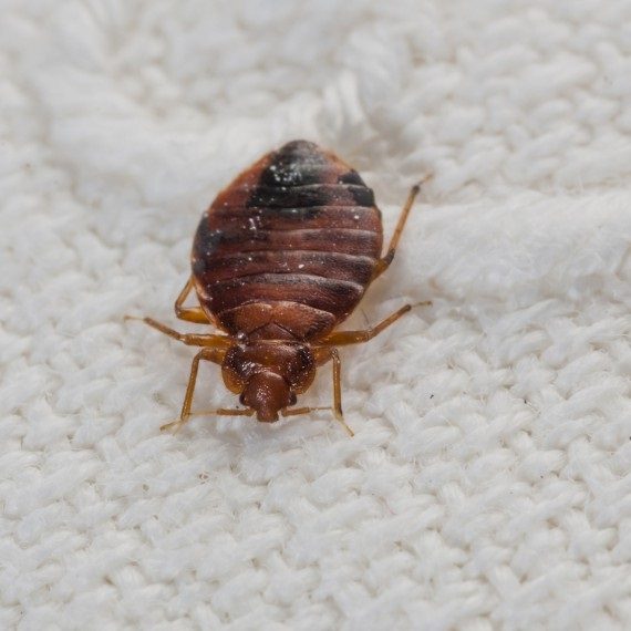Bed Bugs, Pest Control in Blackheath, SE3. Call Now! 020 8166 9746