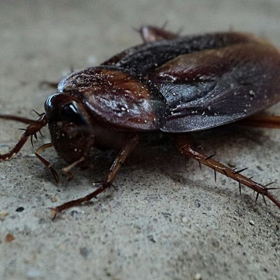 Cockroaches, Pest Control in Blackheath, SE3. Call Now! 020 8166 9746