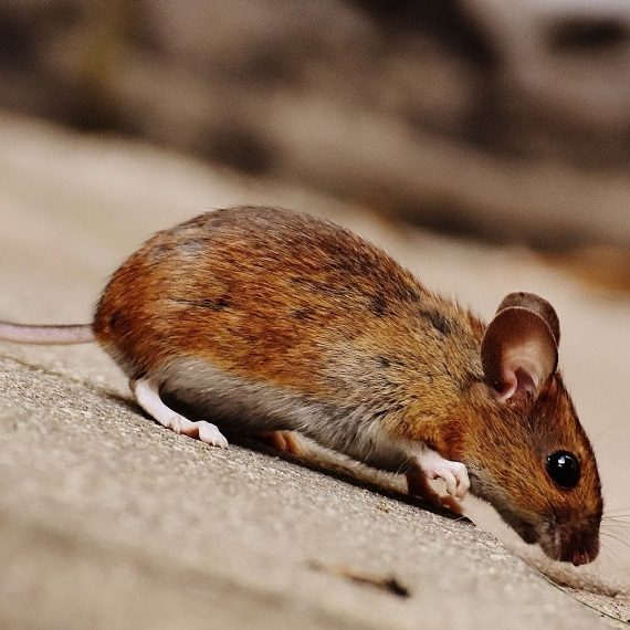 Mice, Pest Control in Blackheath, SE3. Call Now! 020 8166 9746