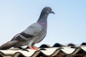 Pigeon Control, Pest Control in Blackheath, SE3. Call Now 020 8166 9746