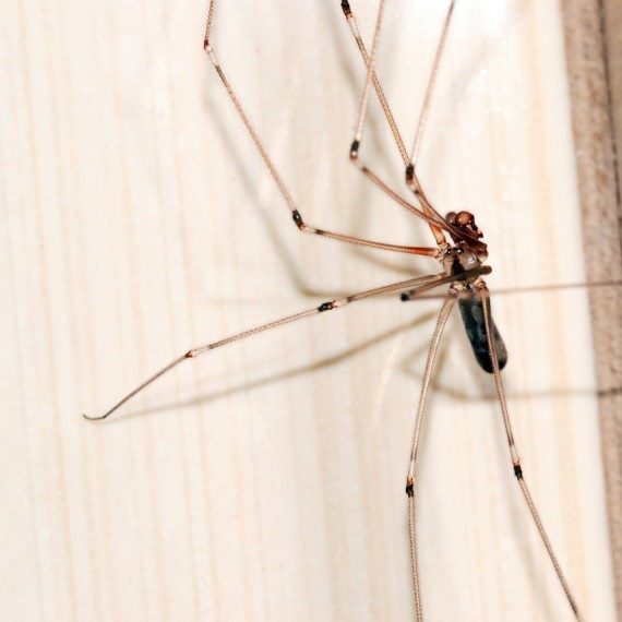 Spiders, Pest Control in Blackheath, SE3. Call Now! 020 8166 9746