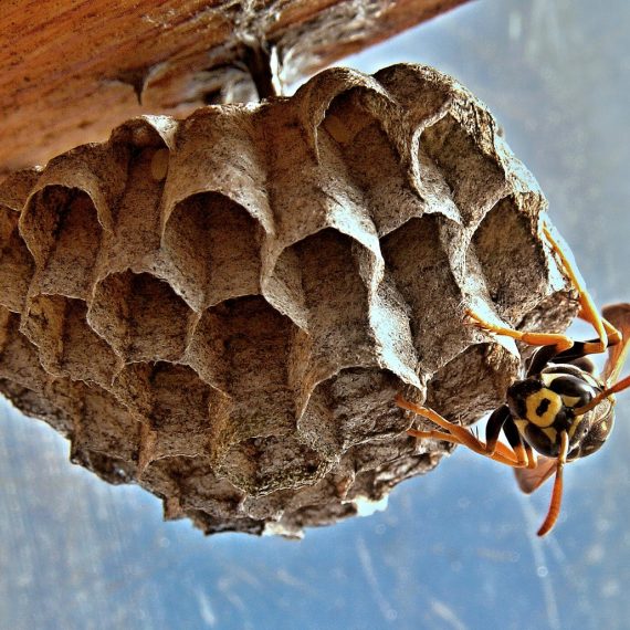 Wasps Nest, Pest Control in Blackheath, SE3. Call Now! 020 8166 9746