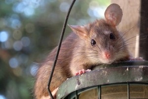 Rat Infestation, Pest Control in Blackheath, SE3. Call Now 020 8166 9746