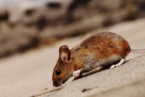 Mouse extermination, Pest Control in Blackheath, SE3. Call Now 020 8166 9746